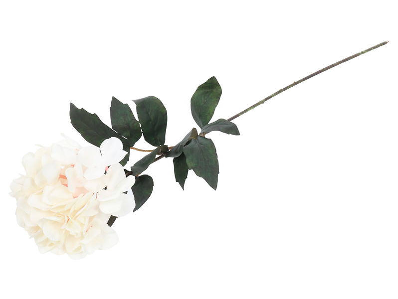 Hortensja pojedyncza biała 155349